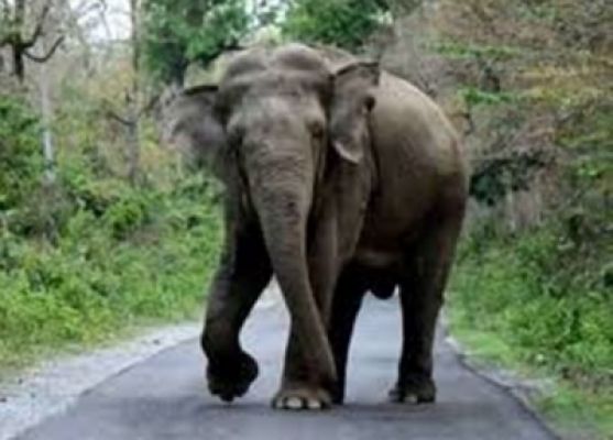 झारखंड में हाथियों ने चार को कुचलकर मार डाला, तीन दिनों में 11 की ली जान