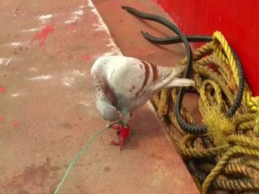 ओडिशा के जगतसिंहपुर ज़िले में 'जासूस' कबूतर पकड़ा गया