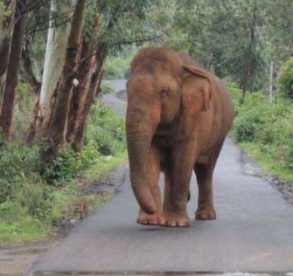 ओडिशा: क्योंझर वन में करंट लगने से एक हाथी की मौत