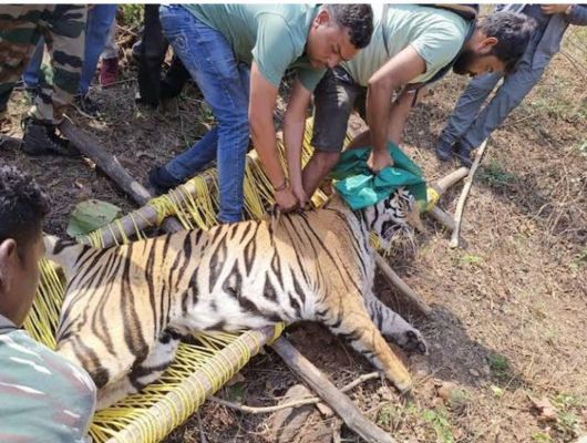 आदमखोर बाघिन जंगल सफारी में, इलाज के बाद जंगल में छोड़ने की तैयारी 