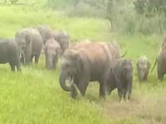 केरल: इडुक्की में हाथी के उत्पात से परेशान लोग सड़को पर उतरे