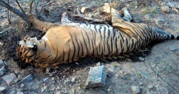 यूपी में रहस्यमय परिस्थितियों में बाघ की मौत