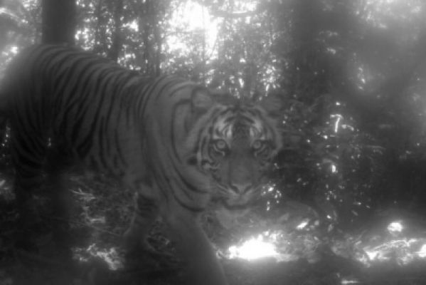 यूपी में बाघ के हमले में एक युवक की मौत