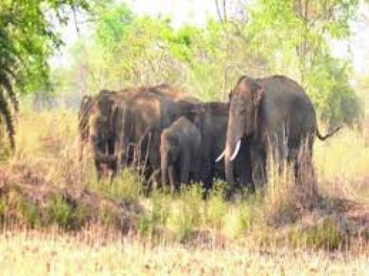 झारखंड के लातेहार में हाथियों के झुंड ने बच्ची समेत तीन लोगों को कुचल कर मार डाला