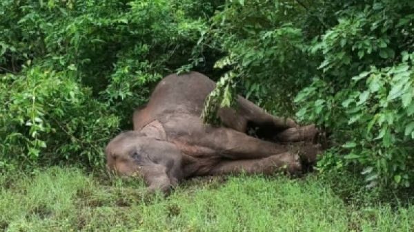 यूपी के दुधवा नेशनल पार्क में मृत मिला हाथी