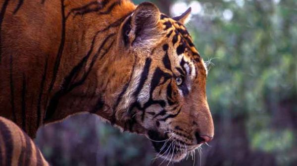 प्रदेश में अब तक 10 बाघों की खाल बरामद 