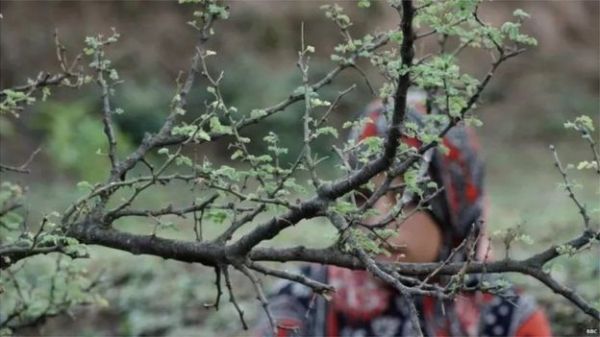 मणिपुर का वायरल वीडियो और स्त्री देह  पर हिंसा से चमकता सामुदायिक गौरव