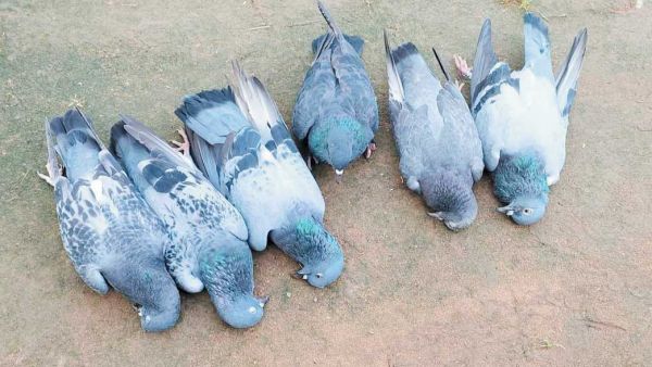 रिटायर्ड फौजी ने पक्षियों को मारने खेत में किया जहरीले पदार्थ का छिडक़ाव, 2 सौ पक्षियों की मौत