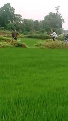 खेत में काम कर रहे ग्रामीणों को हाथी ने कुचला, एक की मौत दूसरा घायल