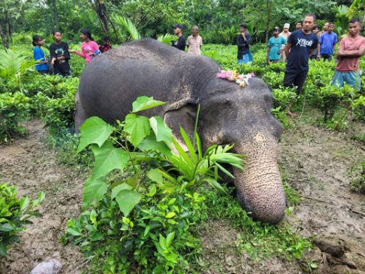 असम में हाई वोल्टेज की चपेट में आने से हाथी की मौत
