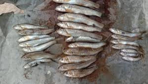 पाकिस्तान का मछुआरा दुर्लभ मछली बेचकर रातोंरात करोड़पति बना