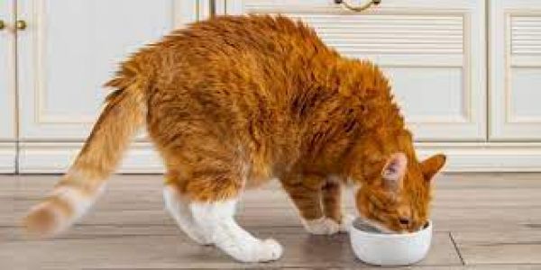 टिकटॉक के अनुसार नारंगी बिल्लियाँ ‘बुद्धू’ होती हैं, यह कितना सच है?
