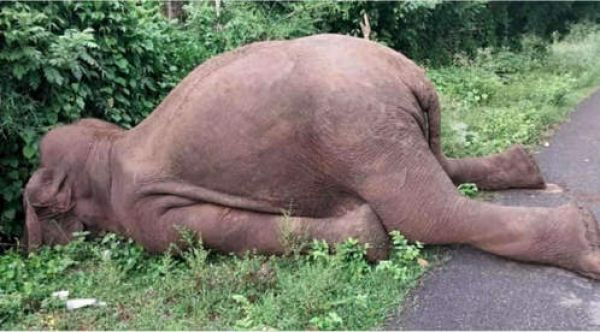 असम में करंट लगने से जंगली हाथी की मौत
