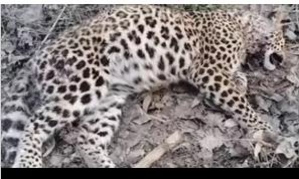 बिजनौर में मादा तेंदुए का शव मिला, वन विभाग ने शुरू की जांच