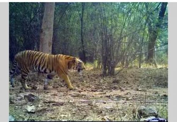तेलंगाना वन विभाग ने नलगोंडा जिले में बाघ देखे जाने से किया इनकार
