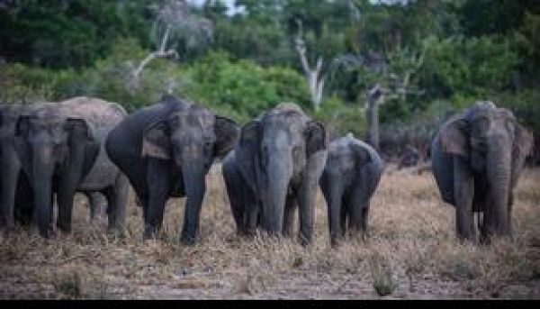 झारखंड के पूर्वी सिंहभूम में हाथियों के हमले में क्यूआरटी सदस्य की मौत, छह घायल