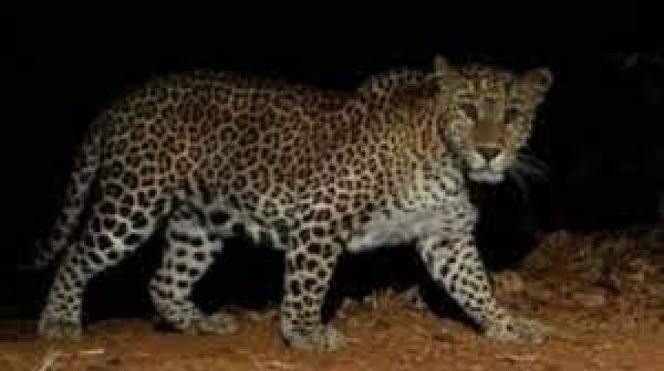 उप्र : जान की बाजी लगाकर दो लोगों ने तेंदुओं के चंगुल से अपने-अपने बच्चों को छुड़ाया