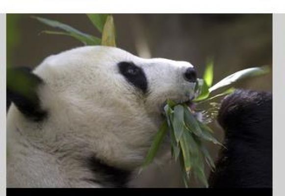 पांडा संरक्षण पर सहकारी अनुसंधान का एक नया दौर शुरू करेगा चीन