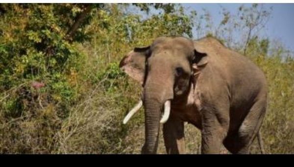 केरल में एक महीने में जंगली हाथी के हमले में चौथे व्यक्ति की मौत