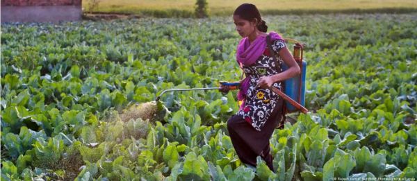 प्राकृतिक कीटनाशक क्या हैं?