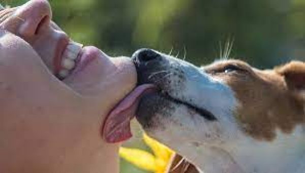 लोग अपने कुत्तों को अपना चेहरा चाटने देते हैं, यह अस्वास्थ्यकर और घातक हो सकता है