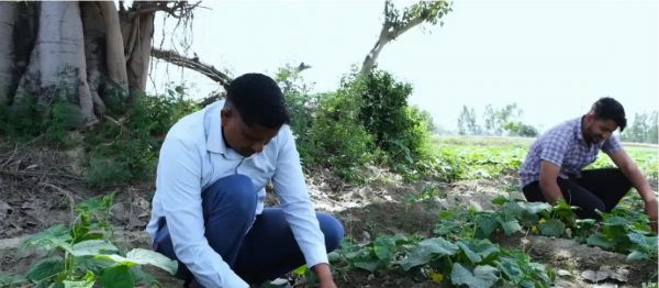 प्राकृतिक खेती से भारतीय किसानों को कितना फायदा