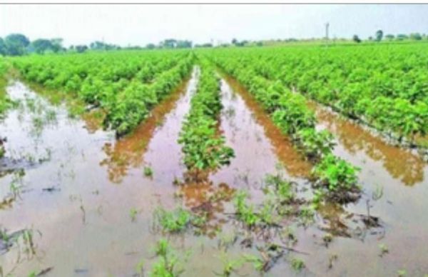महाराष्ट्र : बेमौसम बारिश से किसानों की फसल बर्बाद, सरकार का मदद का वादा
