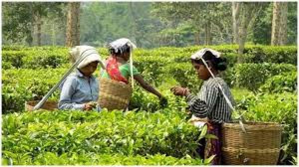 असम: लखीमपुर के छोटे चाय उत्पादक जमीन पर अधिकार चाहते हैं