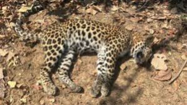 उप्र : लखीमपुर खीरी में दुधवा टाइगर रिजर्व के दो तेंदुए मृत पाए गए