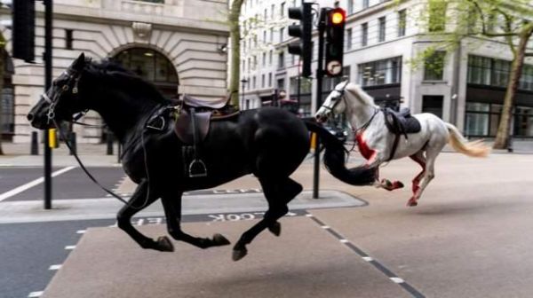 लंदन की सड़कों पर बेलगाम दौड़े घोड़े, बहा ख़ून, कई घायल