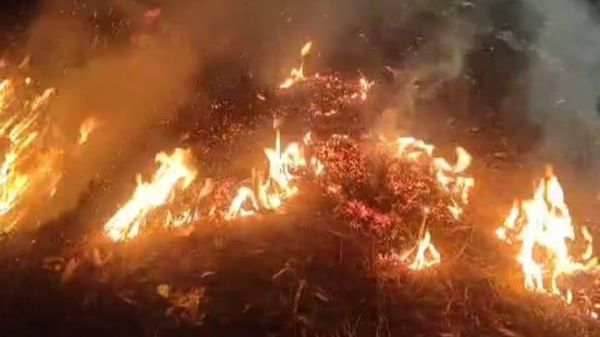 उत्तराखंडः जंगलों में आग लगाने के आरोप में पांच लोग गिरफ़्तार,