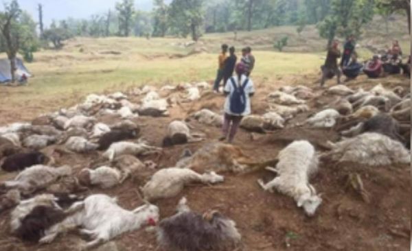बागेश्‍वर : कपकोट के लमतरा बुग्याल में आसमानी बिजली से 10 पशुपालकों की 121 भेड़-बकरियां मरीं, प्रभावितों को तत्काल मुआवजा देने के निर्देश