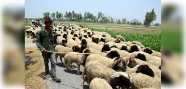 कुलगाम में तेज रफ्तार वाहन ने भेड़ों के झुंड को टक्कर मारी, 60 की मौत