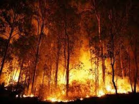उत्तराखंड: वनाग्नि से वन विभाग का ‘ग्लास हाउस’ जलकर राख