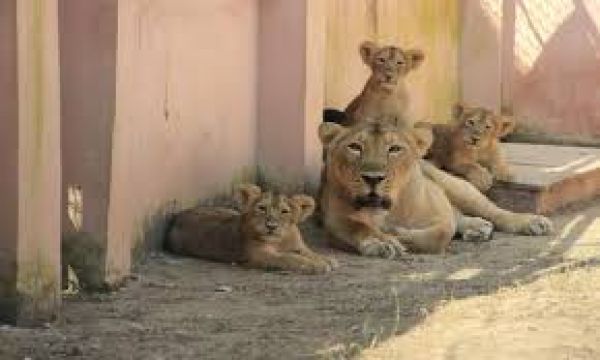 उत्तर प्रदेश: इटावा सफारी पार्क में शेरनी नीरजा ने चार शावकों को जन्म दिया