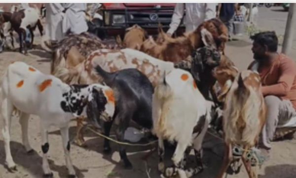 बकरीद को लेकर सजा दिल्ली का बाजार, ढाई लाख तक का बकरा उपलब्ध 