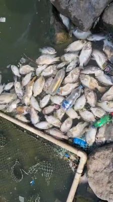 तेलीबांधा तालाब में सैकड़ों  मछलियां मरीं, निगम कर रहा वाटर ट्रीटमेंट