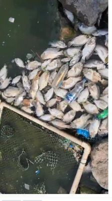 देखें VIDEO : तेलीबांधा तालाब में सैकड़ों  मछलियां मरीं, निगम कर रहा वाटर ट्रीटमेंट, एसटीपी काम नही कर रहा 