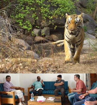 बारनवापारा वनक्षेत्र में घूम रहे बाघ की सुरक्षा में 4 कुमकी हाथी तैनात होंगे  