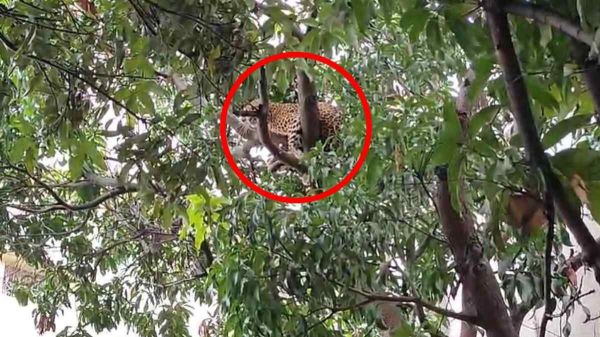 देखें  VIDEO : भानुप्रतापपुर बस स्टैंड में पहुंचा तेंदुआ, पेड़ पर बैठा देख लोगों में हड़कंप 