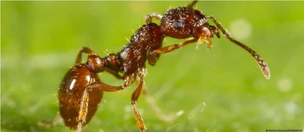 घायल साथियों की जान बचाने के लिए टांग काट देती हैं चींटियां