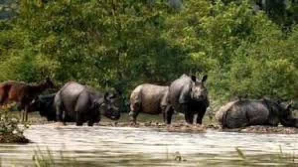बाढ़ प्रभावित काजीरंगा राष्ट्रीय उद्यान में 114 जंगली जानवरों की मौत, 95 को बचाया गया