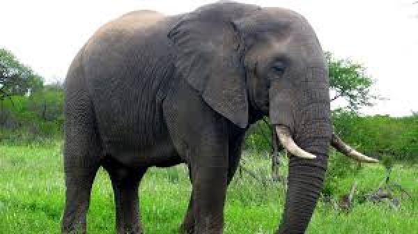 तमिलनाडु के जंगल में लकड़ी इकट्ठा करने गई बुजुर्ग महिला को हाथी ने कुचला, मौत