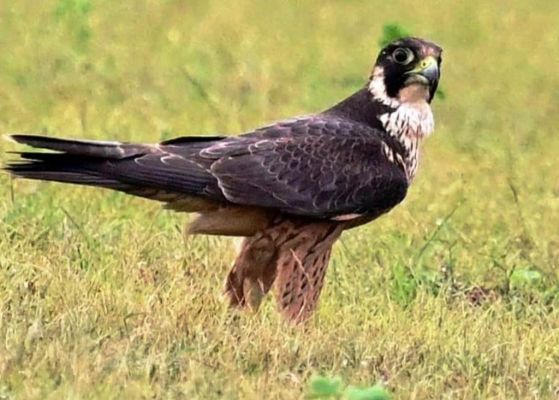 शाहीन फाल्कन,  पहली बार दिखा सबसे तेज शिकारी बाज़