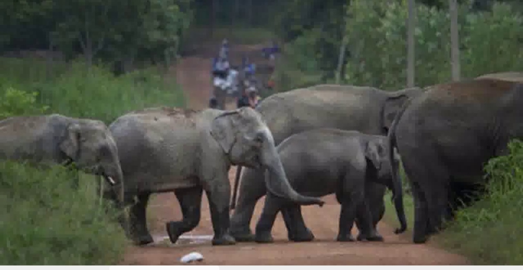 हाथी के हमले से युवक गंभीर, बिलासपुर भेजा