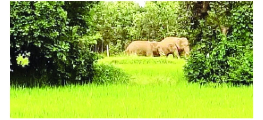 धान फसल पककर तैयार, हाथियों की मौजूदगी से दहशत