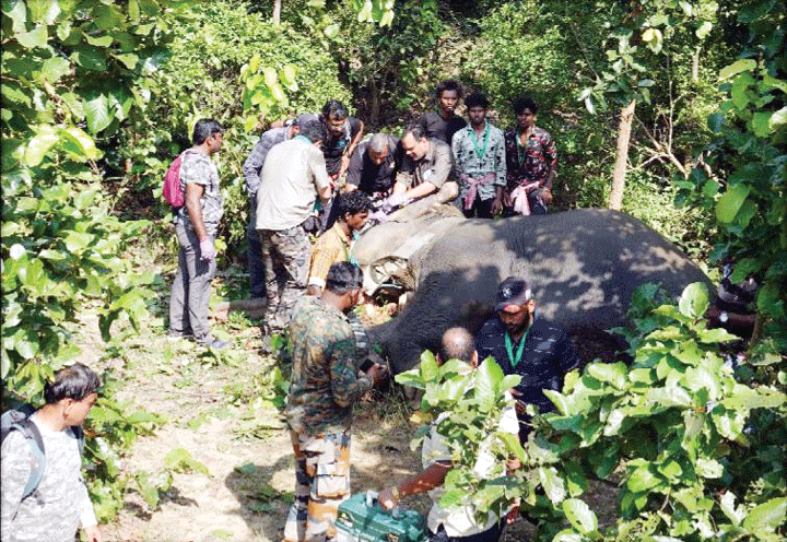 सूरजपुर में मादा हाथी का किया गया रेडियो कॉलर