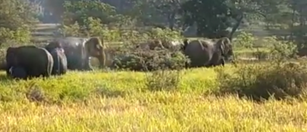 उरकेला के जंगल में पहुंचे हाथी