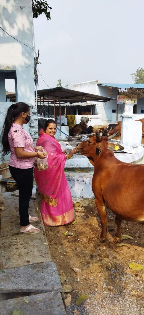 गौशाला में अन्नकूट पर गायों को खिलाई हरी सब्जियां