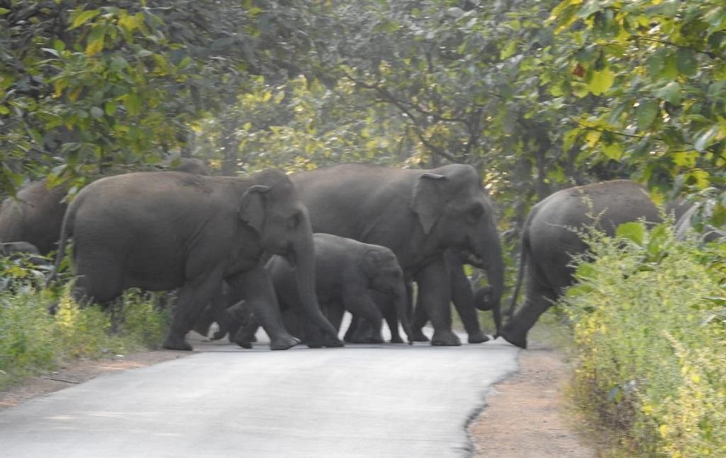 धरमजयगढ़ में तीन दर्जन हाथियों की मौजूदगी